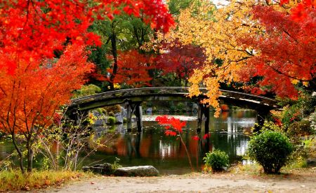 trädens höstfärger Japan