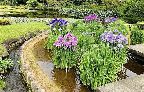 Kejsarpalatsets irisblommor i Tokyo
