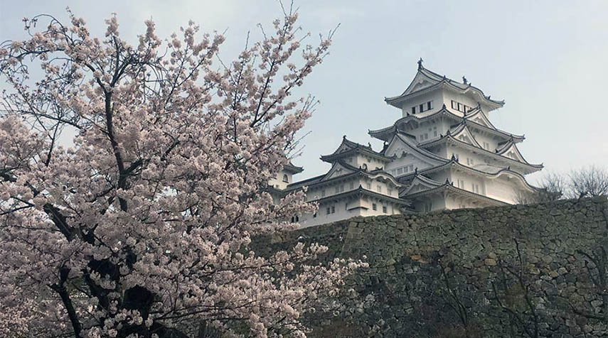 Osaka slott med blommande körsbärsträd