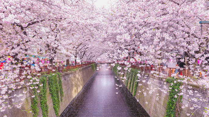 körsbärsträd i japan